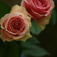 Ryan Loiselle - Friends Way bereavement center