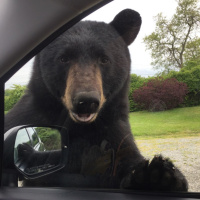 Michael Healey - DEM warns about wild bears