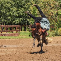 Cavalli, incidenti, responsabilità e assicurazioni, con lAvv. Valentina Porzia