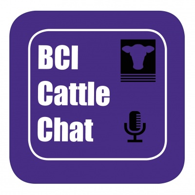 Bci Cattle Chat