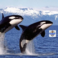 Seattle Seawolves #TheHuntForNumber3