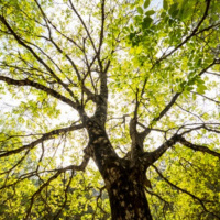 Eating From The Tree of Life (The Gospel in Genesis)