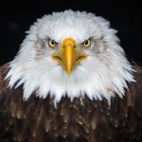 Emerging Economies II.