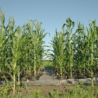 Soil microbes and hybrid vigor