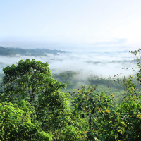 Language loss and medicinal plant knowledge