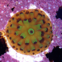 Frontiers in coral conservation – Part 2