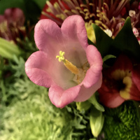 Episode #2- Aging Gracefully Series- Morning Rituals