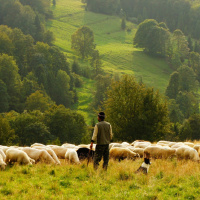Qúe es la Ganadería 4.0 y cuál es su estado actual