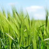 Nuevas tecnologías para el sector agroalimentario