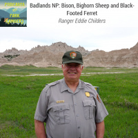 Badlands NP: Bison, Bighorn Sheep and Black Footed Ferret – PWPR 13