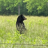 Bear Sighting!