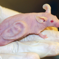 La marque de la bête génie génétique par la vaccination de Masse Obligatoire