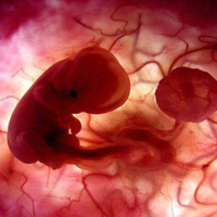 LHomme nest pas le centre de lUnivers ou la Seule créature faite à limage de Dieu: Il y a eu des créations avant la Création et peut-être que Dieu continue toujours de créer dautres hommes