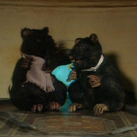 Vampiresados 284: Visca les rates