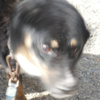 Vampiresados 288: Vampitomitzats