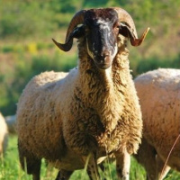 Vampiresados 264: Quantes indignitats fan necessari un crim