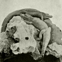 Revampiresados 24 (271-280)