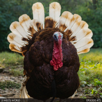 The Turkey Truck Hoarder | JJMW #472