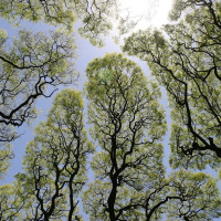 Matteo Caccia, la natura, le eclissi e le pecore
