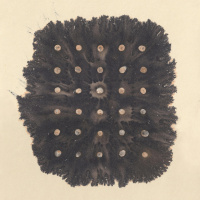 Offering Our Attention with Humility – A Talk by Emmanuel Vaughan-Lee