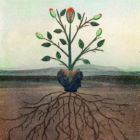 Encountering Trees — an Emergence Magazine Practice