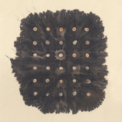 Emergence Magazine Podcast