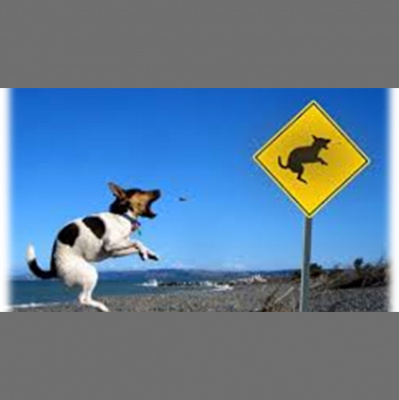 First Presbyterian Church In Kensington