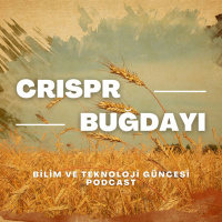 CRISPR Buğdayı