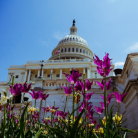 The Senate: Are Things Beginning to Work (Maybe)?