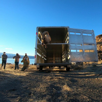 Pyramid Lake Bighorn Sheep Herd