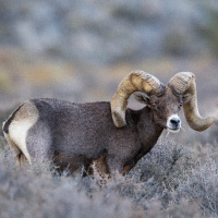 Nevada Big Game Application Insights, Tips, and Strategies