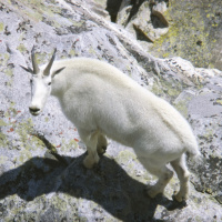 Mountain Goat and Bighorn Sheep - 2025 State of the Silver State