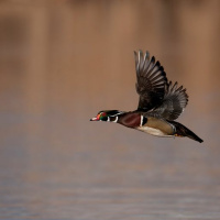 Nevada Wild: Waterfowl in Nevada