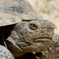 Tortoise Group Wins Wayne E. Kirch Conservation Award