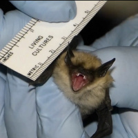 Bats And Creepy Crawlers