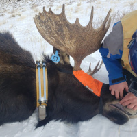 Nevada Moose and Elk - 2025 State of the Silver State