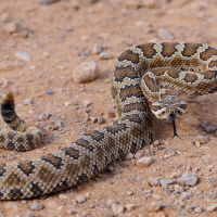 Are Reptiles Affected By Drought?
