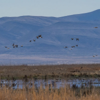 Carson Lake And Pasture