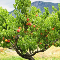 Fall Gleaning - A Step to Removing Wildlife Attractants