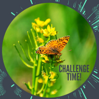 Summer Nevada Nature Blitz