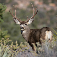 Wildlife Health And Chronic Wasting Disease
