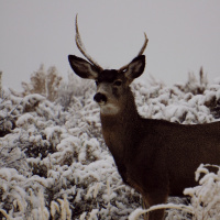 Wildlife in Neighborhoods During the Winter
