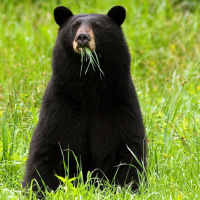 Bears, Berries, and Bird Feeders