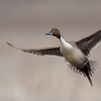 2025 Nevada Waterfowl Forecast