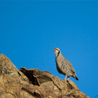 10-4-2024 The Year Of The Chukar - 2024 Chukar Forecast