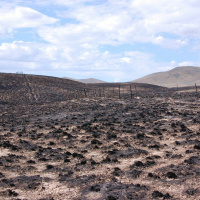 Nevada Wild: Fire and Habitat Restoration Projects