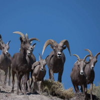 Nevadas State Mammal the Bighorn Sheep