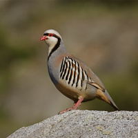 Chukar Hunting in Nevada