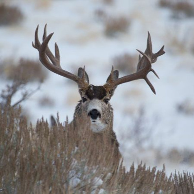 Ndow Presents The Nevada Wild Podcast