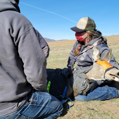 Ndow Presents The Nevada Wild Podcast